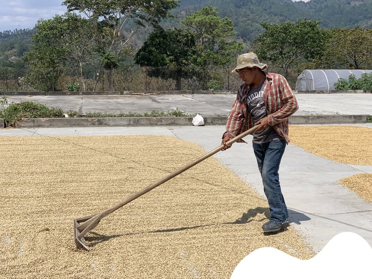 A decade after rust outbreak, Honduran coffee producers back in